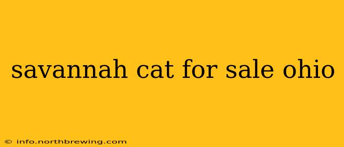 savannah cat for sale ohio