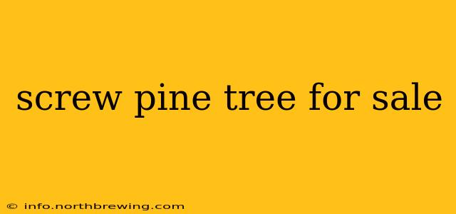 screw pine tree for sale