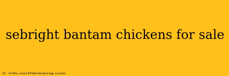 sebright bantam chickens for sale
