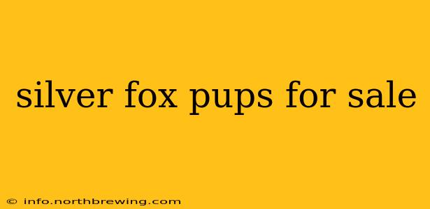 silver fox pups for sale