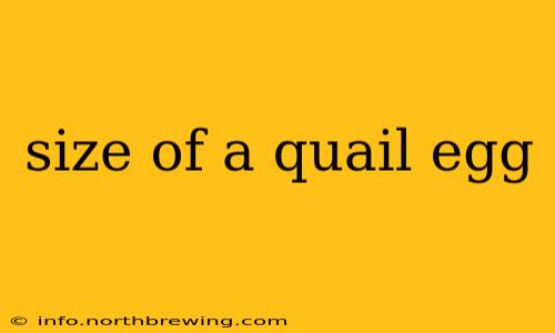 size of a quail egg