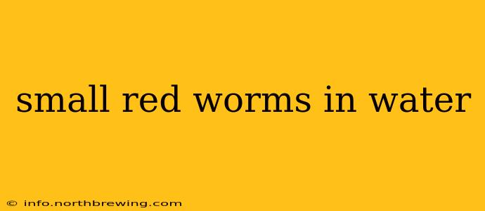 small red worms in water
