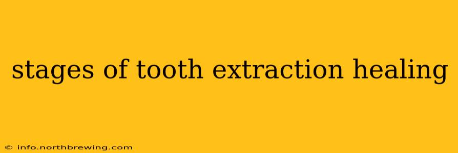 stages of tooth extraction healing