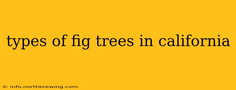 types of fig trees in california