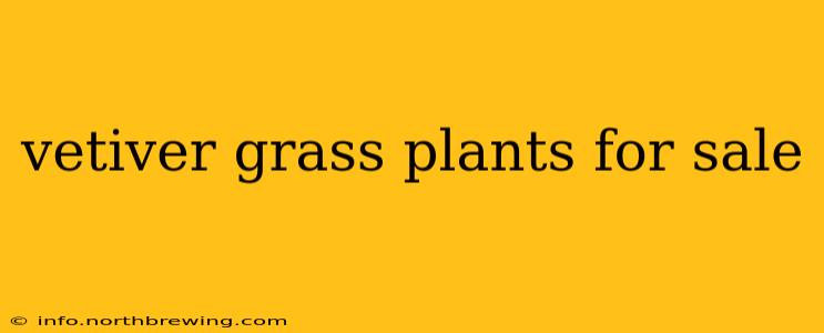 vetiver grass plants for sale