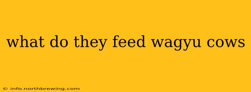 what do they feed wagyu cows