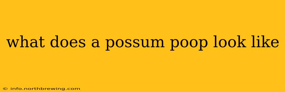 what does a possum poop look like