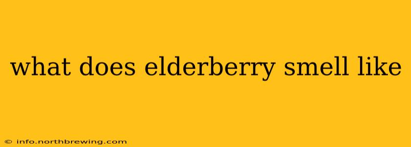 what does elderberry smell like