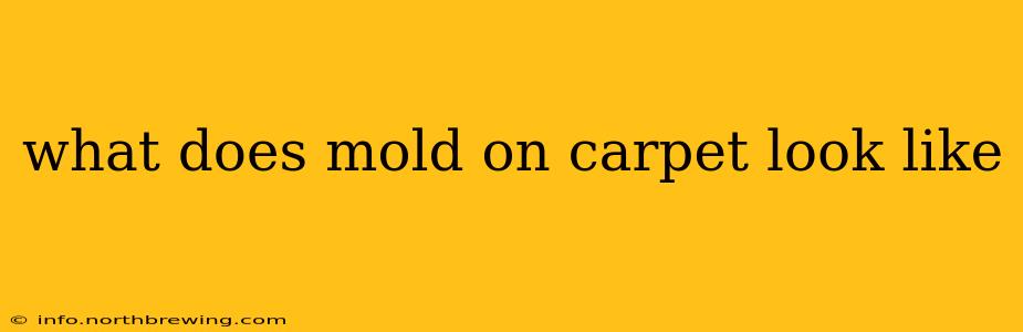 what does mold on carpet look like