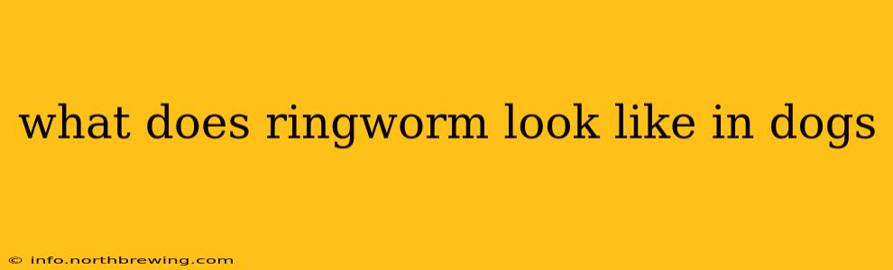 what does ringworm look like in dogs