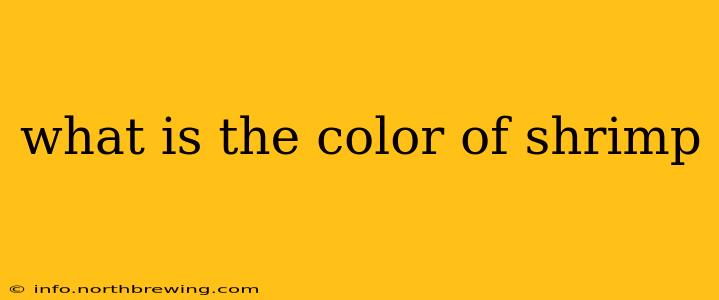 what is the color of shrimp
