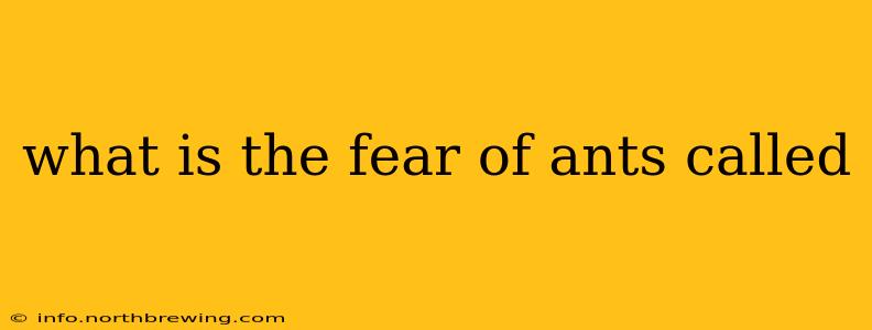 what is the fear of ants called