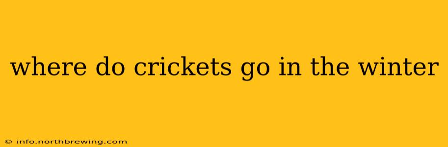where do crickets go in the winter