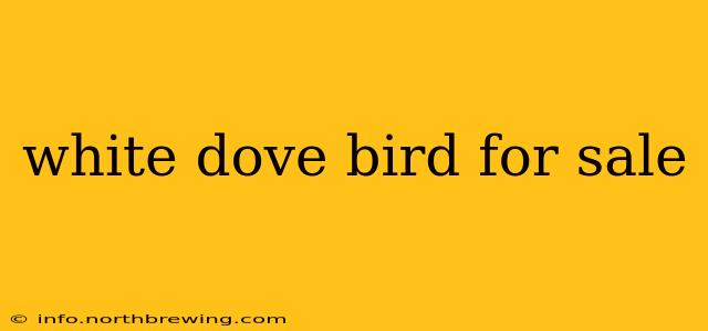 white dove bird for sale