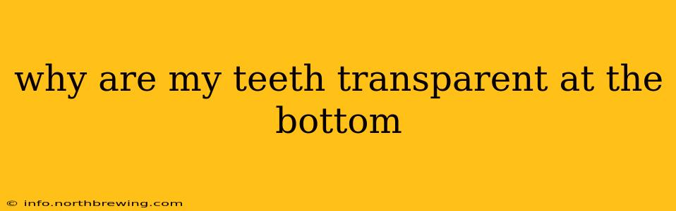 why are my teeth transparent at the bottom