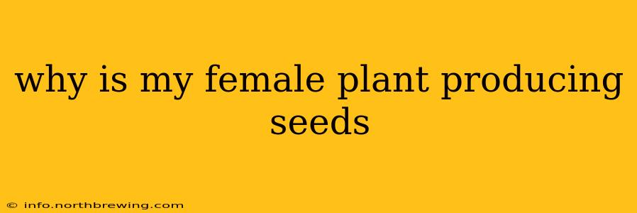 why is my female plant producing seeds