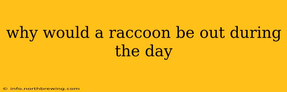 why would a raccoon be out during the day