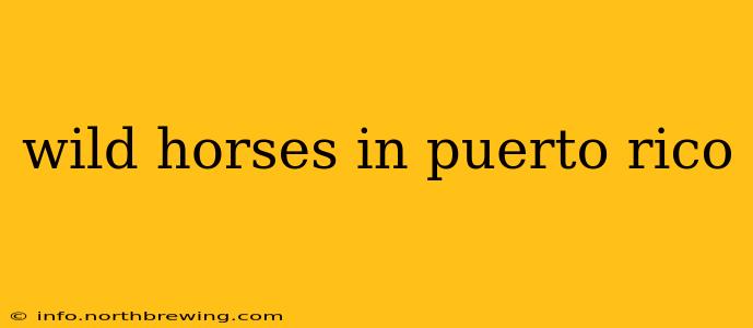 wild horses in puerto rico