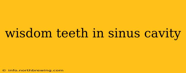 wisdom teeth in sinus cavity
